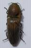 Chalcolepidius sp.